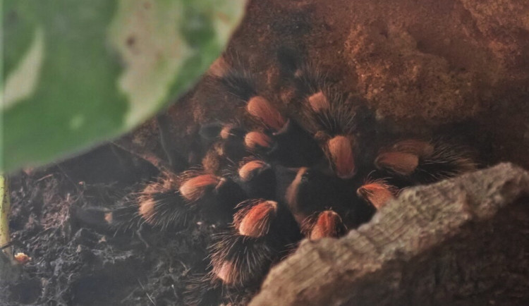 Bývalé přítelkyni nechal doma na rozloučenou jedovatého pavouka