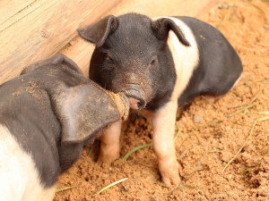 Na Lüftnerce se radují z malých selátek.