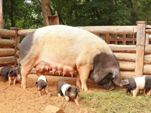 Na Lüftnerce se radují z malých selátek.