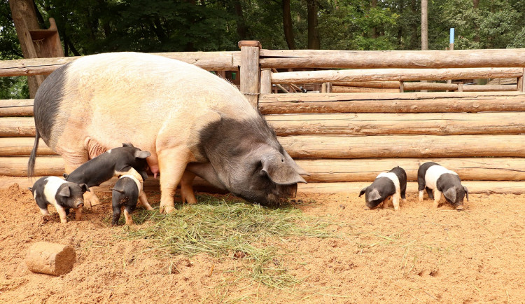Sedm selátek přeštického prasete dělá radost dětem na Lüftnerce