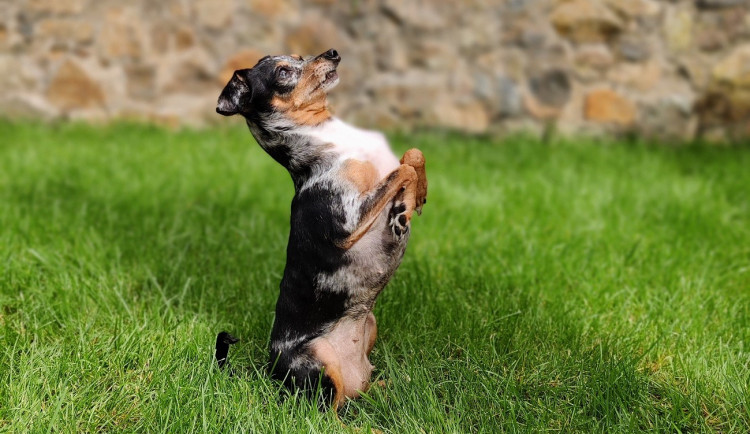 Téměř polovina Čechů má doma psa, mnoho z nich dává přednost ceně a lákavým inzerátům