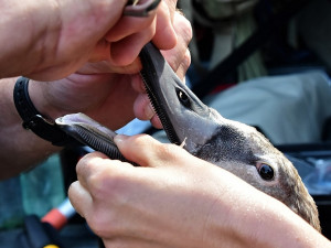 Toto labutí mládě spolklo naštěstí jen rybářský vlasec bez háčku