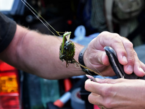 Toto labutí mládě spolklo naštěstí jen rybářský vlasec bez háčku