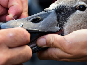 Toto labutí mládě spolklo naštěstí jen rybářský vlasec bez háčku