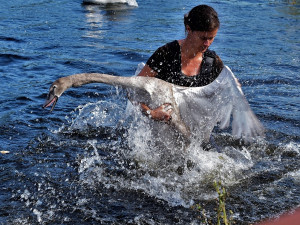 Chytit ve vodě labuť, to chce nejen hodně šikovnosti, ale i odvahy