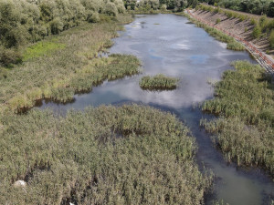 Najděte labutí rodinku