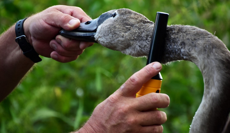 Místo rentgenu využívají v terénu záchranáři detektor kovu, když hledají v krku labutě zaseklý rybářský háček