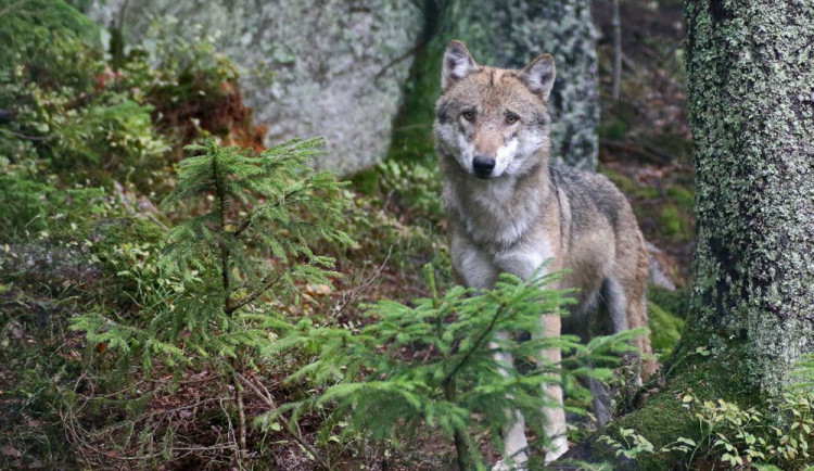 U turistů v Plzeňském kraji stále vítězí Šumava, zejména vlčí výběh v Srní