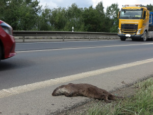 Vzácnou vydru říční usmrtil automobil, když se pokusila přejít rušnou silnici