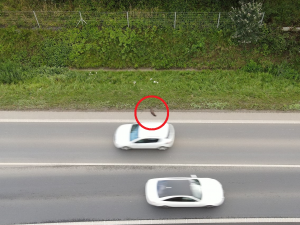 Jak můžete vidět na přiložených fotografiích, tak kolikrát ani drátěný plot nemusí být stoprocentní zárukou, že nemůže řidič na silnici potkat třeba právě vydru