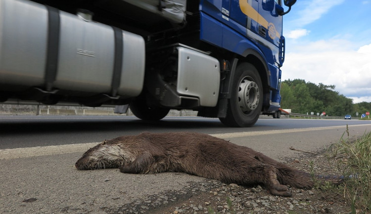 Vzácnou vydru říční usmrtil automobil, když se pokusila přejít rušnou silnici