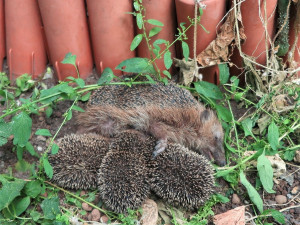 Tato mláďata se drží u jejich mrtvé matky