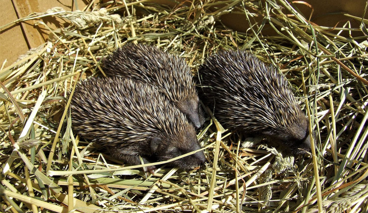 Problematická péče o mladé ježky stojí záchranné stanice statisíce korun, lidé dělají u bodlináčů fatální chyby