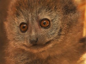 Vzácné lemury rákosové chová v Česku pouze plzeňská zoo, nejnovější přírůstek dostal jméno Mailo