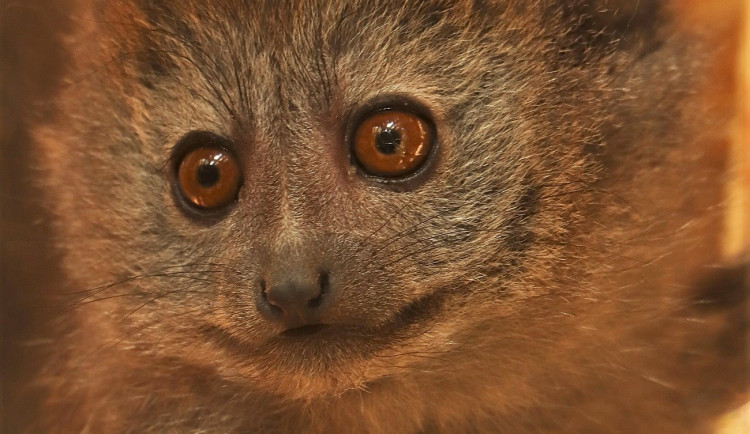 Vzácné lemury rákosové chová zoo v Plzni jako jediná v Česku, nejnovější přírůstek dostal jméno Mailo