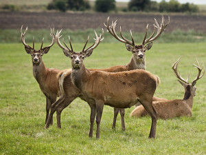 Kriminalisté objasňují smrt jelena v šumavském hvozdu, zřejmě ho ale v souboji zabil jiný paroháč