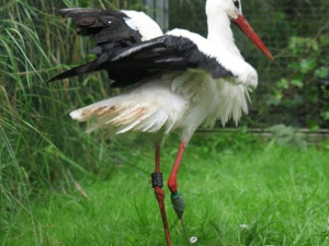 Kryštofa krátce po amputaci