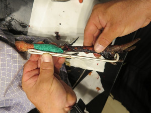 Zraněnou nohu nešlo zachránit a dostala provizorní protézu