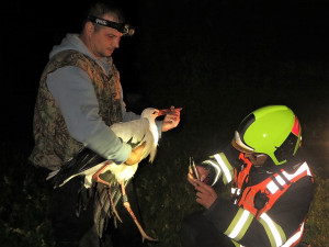 Záchranáři odchytili zraněnou čápici na hnízdě