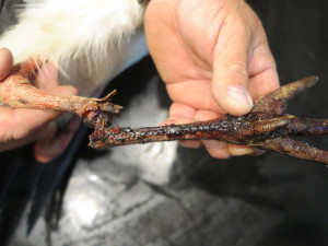 Zraněnou nohu nešlo zachránit