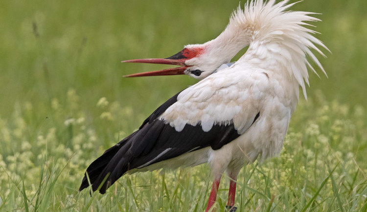 Za teplem do Afriky už nikdy neodletí nejslavnější česká čápice Kryštofa, nečekaně uhynula na následky zranění