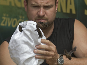 Neopatrní obyvatelé Plzně se i letos potýkají se stovkami netopýrů, kteří jim při větrání nalétají do bytů a domů