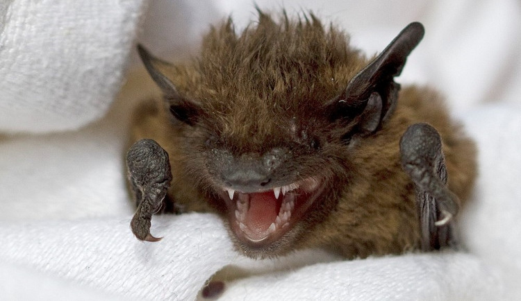 Neopatrní obyvatelé Plzně se i letos potýkají se stovkami netopýrů, kteří jim při větrání nalétají do bytů a domů