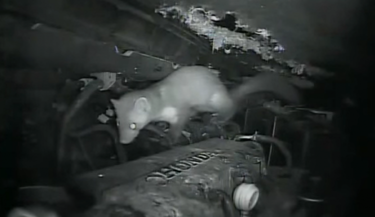 size4-16303229292449-60-kuny-kazdorocne-pachaji-na-autech-citelne-skody-motoriste-se-jich-pritom-muzou-jednoduse-zbavit