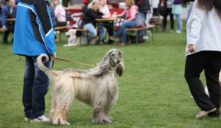 Psí den už klepe na dveře! Největší akce pro pejskaře dostartuje už tuto sobotu v Borském parku