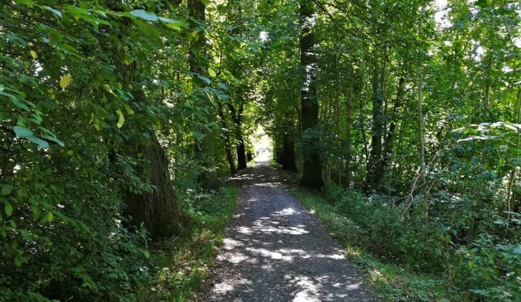 Slavné Kilometrovce hrozí rozpad, 130 let stará alej projde rozsáhlou regenerací