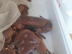 Vietnamec převážel v dodávce 200 kilo hnijících mořských plodů a živých krabů