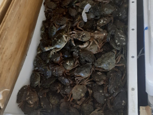 Vietnamec převážel v dodávce 200 kilo hnijících mořských plodů a živé kraby