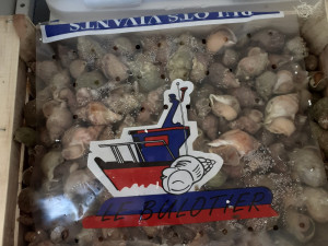 Vietnamec převážel v dodávce 200 kilo hnijících mořských plodů a živých krabů