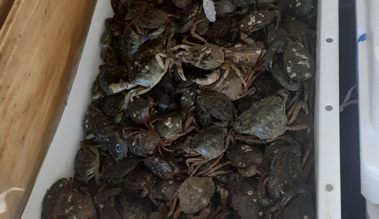 Vietnamec převážel v dodávce 200 kilo hnijících mořských plodů a živých krabů