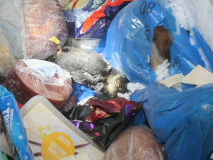 V Česku chtěl gang uspořádat lov tygrů, při razii policie našla v mrazácích rysy, vlky i medvěda