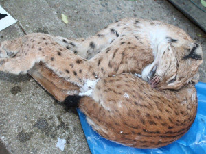 V Česku chtěl gang uspořádat lov tygrů, při razii policie našla v mrazácích rysy, vlky i medvěda