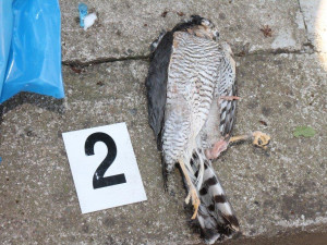 V Česku chtěl gang uspořádat lov tygrů, při razii policie našla v mrazácích rysy, vlky i medvěda