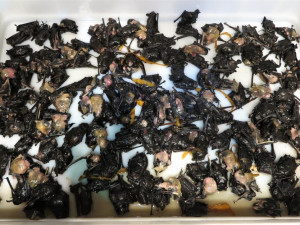 Záchranáři likvidovali následky netopýřího masakru, zákrok jen pro otrlé jedince