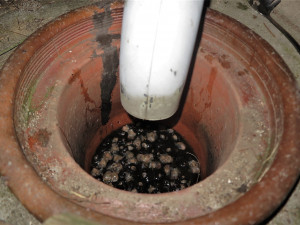 Záchranáři likvidovali následky netopýřího masakru, zákrok jen pro otrlé jedince