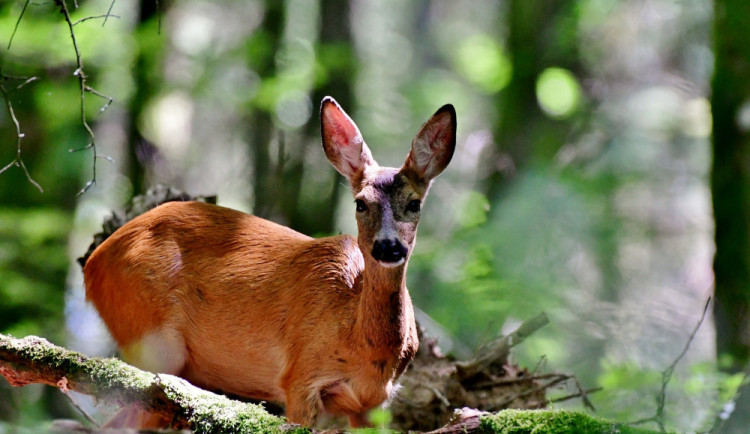 size3-size3-163014009449-2-pravdivost-tvrzeni-o-brutalni-strelbe-do-brezich-lani-v-np-sumava-bude-proverovat-policie