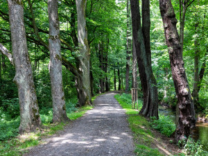 Knížecí alej Tachov