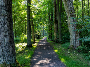 Knížecí alej Tachov