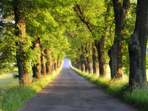 Alej Edvarda Beneše mezi Hlavňovicemi a Přestanicemi