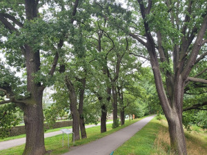 Dubová alej u Velkého boleveckého rybníka