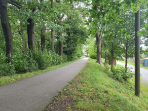 Dubová alej u Velkého boleveckého rybníka