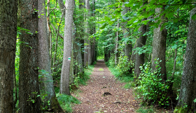 Knížecí alej Tachov
