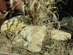 Zachytit drobného hlodavce není nic jednoduchého.