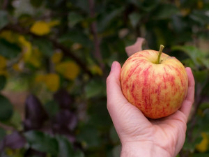 Sady Nebílovy sklidí letos méně jablek než loni, pro lokální odběratele postačí