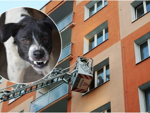 Věrný pes bránil svého pána i po jeho smrti, hasiče nechtěl vpustit do bytu