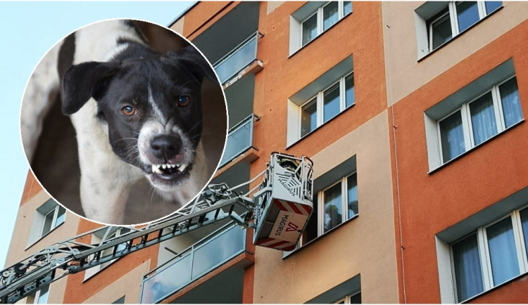 Věrný pes bránil svého pána i po jeho smrti, hasiče nechtěl vpustit do bytu